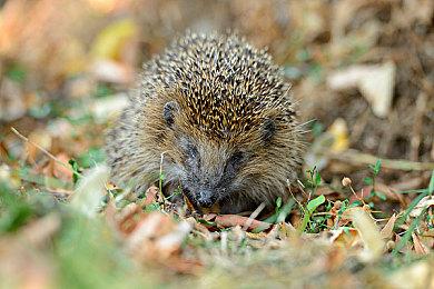 意不意外？《暗邪西部》Steam在线峰值不到5000